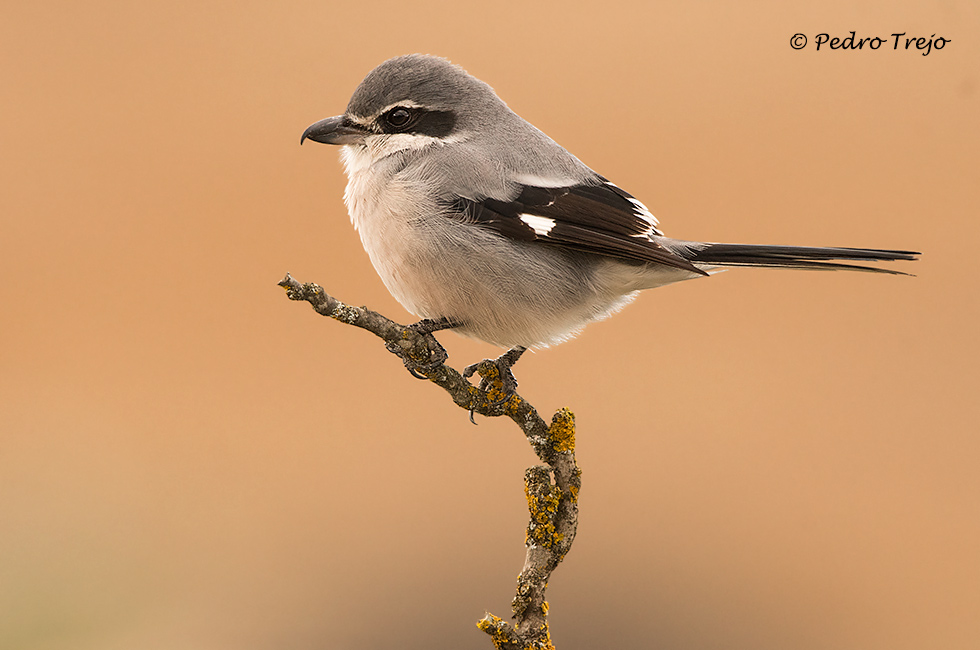 Alcaudón real (Lanius excubitor)